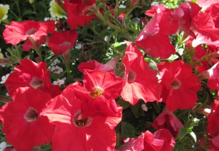 A Sunny day with Alberta flowers 11 - flowers, red, petunia, green