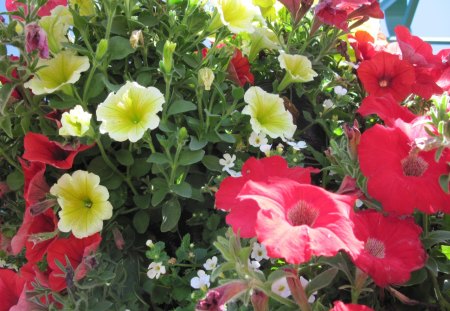 A Sunny day with Alberta flowers 14 - flowers, white, petunia, yellow, red, green