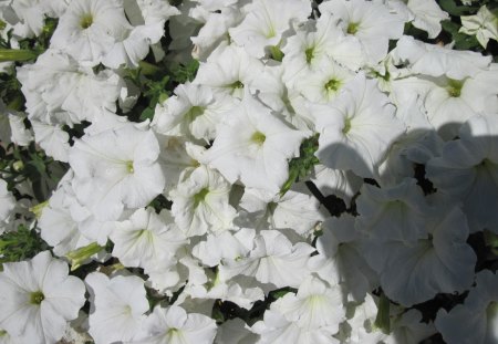 A Sunny day with Alberta flowers 15 - flowers, white, petunia, green