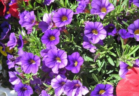 A Sunny day with Alberta flowers 16 - white, purple, red, green, petunia, flowers