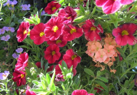 A Sunny day with Alberta flowers 17 - purple, yellow, red, petunia, green, orange, flowers