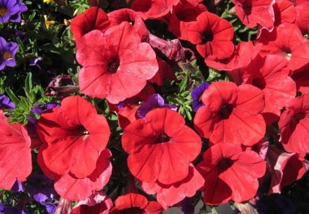 A Sunny day with Alberta flowers 18 - purple, red, petunia, green, flowers