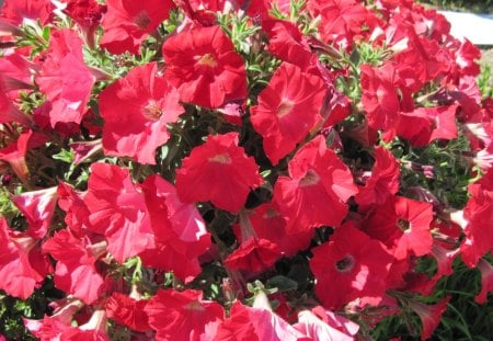 A Sunny day with Alberta flowers 23 - petunia, green, flowers, red