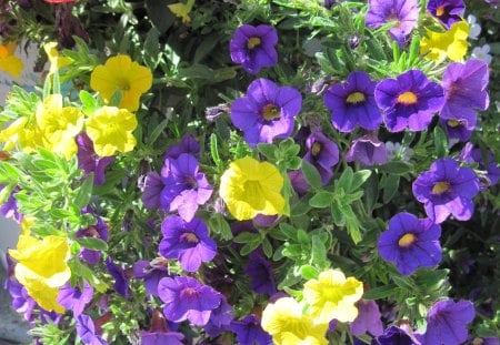 A Sunny day with Alberta flowers 24 - flowers, petunia, yellow, purple, red, green