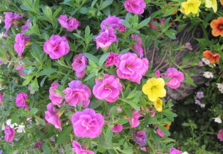 A Sunny day with Alberta flowers 25 - yellow, pink, green, orange, petunias, flowers