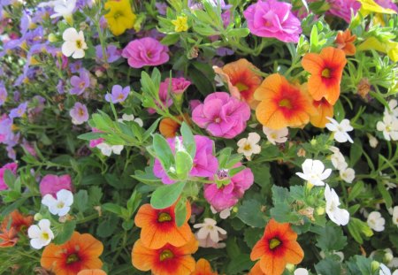 A Sunny day with Alberta flowers 28 - flowers, white, yellow, green, orange, petunias, pink