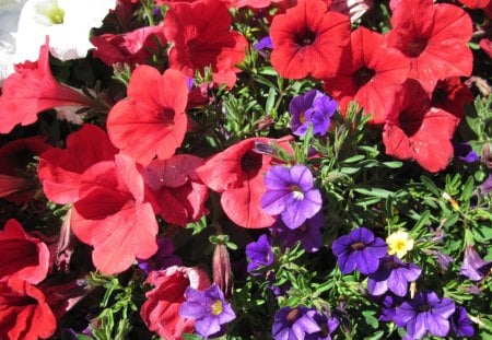 A Sunny day with Alberta flowers 30 - flowers, white, petunia, yellow, purple, red, green