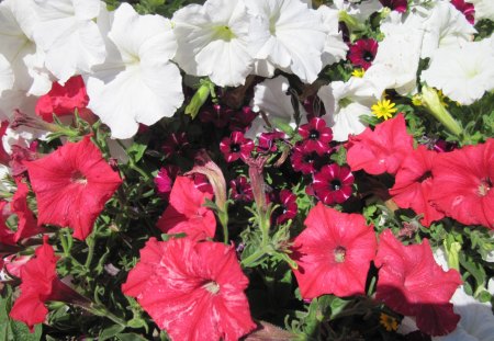 A Sunny day with Alberta flowers 31 - flowers, white, petunia, yellow, red, green