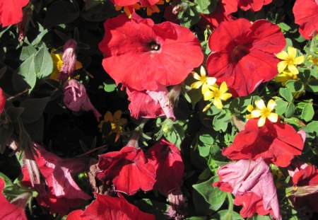 A Sunny day with Alberta flowers 32 - yellow, red, petunia, green, flowers