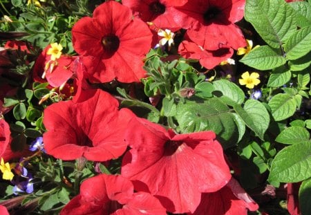 A Sunny day with Alberta flowers 35 - yellow, red, green, leaves, petunia, flowers