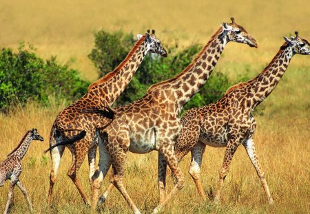 Giraffes - plants, savanna, giraffes, family