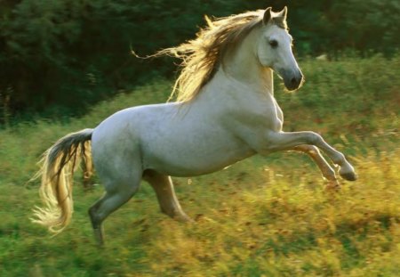 White Horse - horse, animal, trees, grass