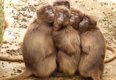 Posing Baboons - primates, animals, brown, baboons