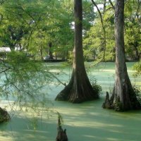 Green Bayou