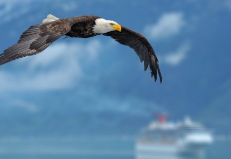 * Soaring Eagle * - sky, bald, bird, flying