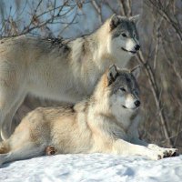 Beauties Of The Wild