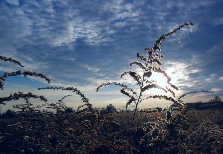 Sunset - farm used, sky, cotton, sunset