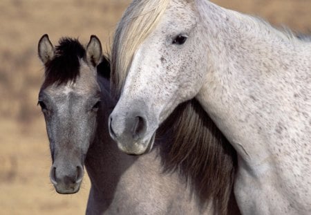 Two Horses - grenadier, horses, look, two