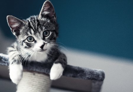 Cute kitten - animal, pet, cat, kitten