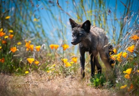 Wild dog - free, dog, animal, wild