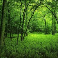 Green Forest