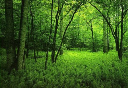 Green Forest - forest, trees, nature, green