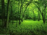 Green Forest