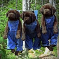 Dogs in coveralls