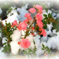 â™¥     ***First Snow***     â™¥