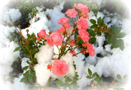 â™¥     ***First Snow***     â™¥ - love, pink roses, ice, roses, winter roses, winter, rose, nature, cold, snow, flowers