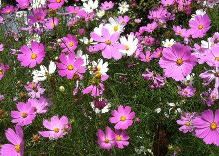 Pink Flowers - white, nature, flowers, pink