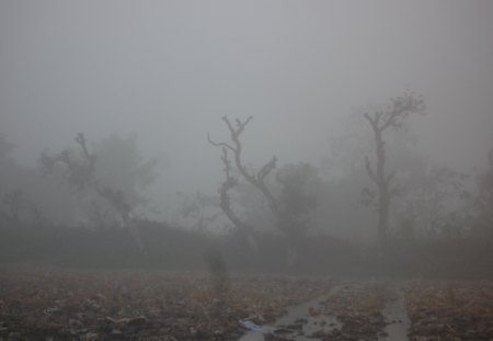 Foggy Day - winter, wood, foggy, day