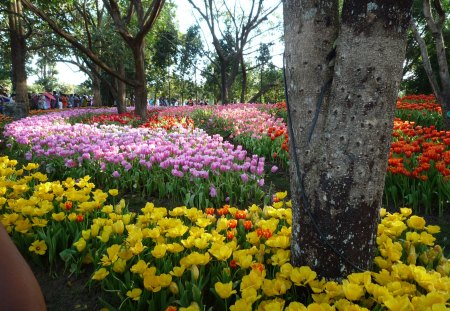 Tulip - flowers, color, paradise, tulip