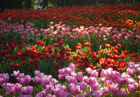 Tulip - flowers, colorful, many, tulip