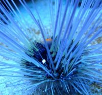 BLACK SEA URCHIN