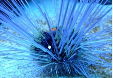 BLACK SEA URCHIN - mer, noir, bleu, epines