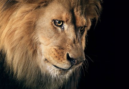 Lion - lion, nature, cool, animals