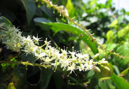 Lovely wild flowers - flowers, lovely, white, wild