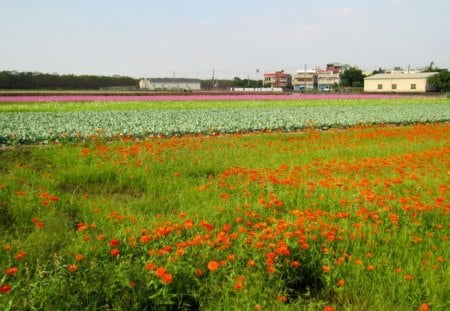 Rural flower fields - pink flowers, flower fields, beautiful, cosmos, orange color, rural