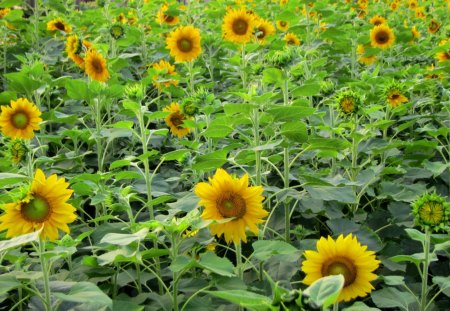 sunflower - sunflower, brigh, countrysid, beautiful