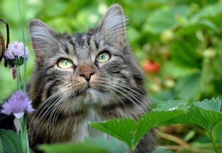 Cat in the nature - animal, nature, kitten, flower, cat