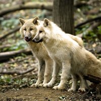 White Wolves