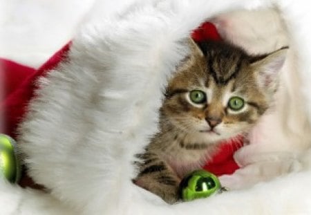 Christmas Cat - sweet, xmas, bell, kitten