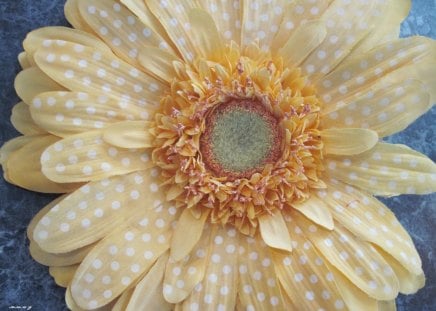 Gerbera flower - white, yellow, gerbera, photography, flowers