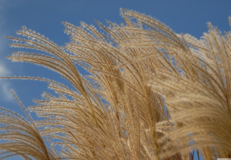 Autumn Breeze - wind, breeze, autumn, grass