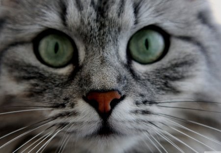 Cat Close-up - whiskers, cat, eyes, close-up