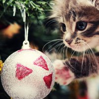 âœ¿ A very cute curious âœ¿