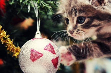 âœ¿ A very cute curious âœ¿ - paw, love, animals, pet, lovely, kitten, christmas, christmas tree, forever, print in my heart, cats, playfull, sweet, cute