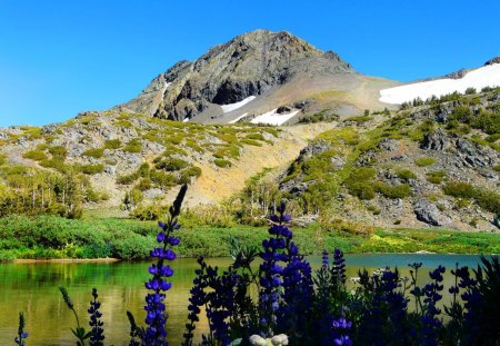 Lake flowers - pretty, calm, summer, blue, skuy, reflection, mountain, flowers, shore, lake, nice, emerald, water, beautiful, snowy, pond, lovely, lakeshore, river, nature, green, bank