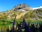 Lake flowers